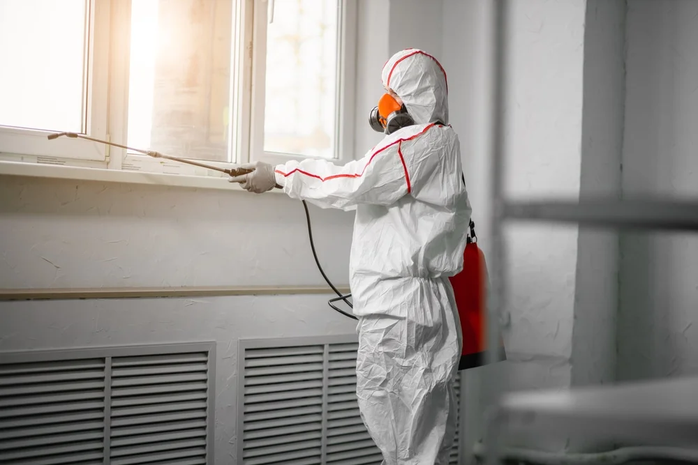 Professional mold remediation services in New Port Richey, FL